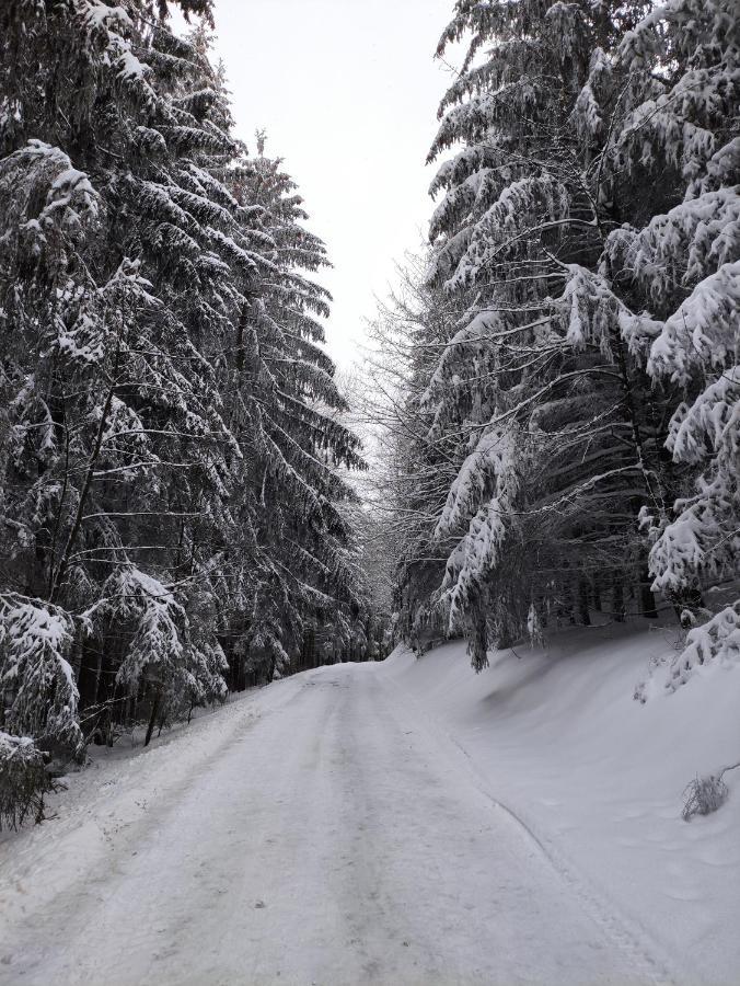Zentrale Und Gemuetliche Ferienwohnung In Winterberg Nah An Der Natur エクステリア 写真